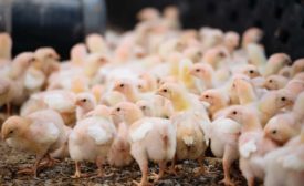 default Allen Harim baby chicks on farm