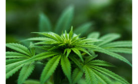 default cannabis leaf