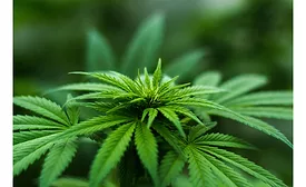 default cannabis leaf