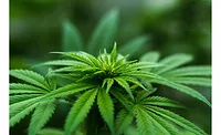 default cannabis leaf