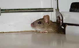 default pest management
