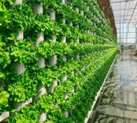 Eden Green Technology Crisply produce