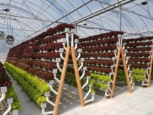 s Food Futures hydroponic farms