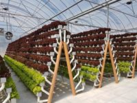 s Food Futures hydroponic farms