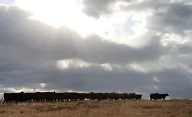 Sustainable Grass Grazing Cows Beef Agriculture Sysco Cargill Wildlife Fund