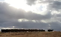 Sustainable Grass Grazing Cows Beef Agriculture Sysco Cargill Wildlife Fund Sustainable Grass Grazing Cows Beef Agriculture Sysco Cargill Wildlife Fund