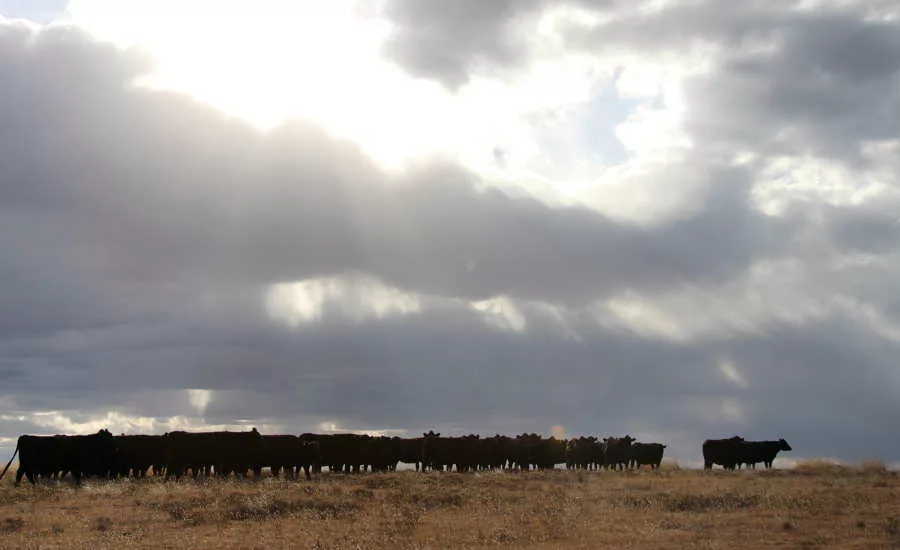 Sustainable Grass Grazing Cows Beef Agriculture Sysco Cargill Wildlife Fund