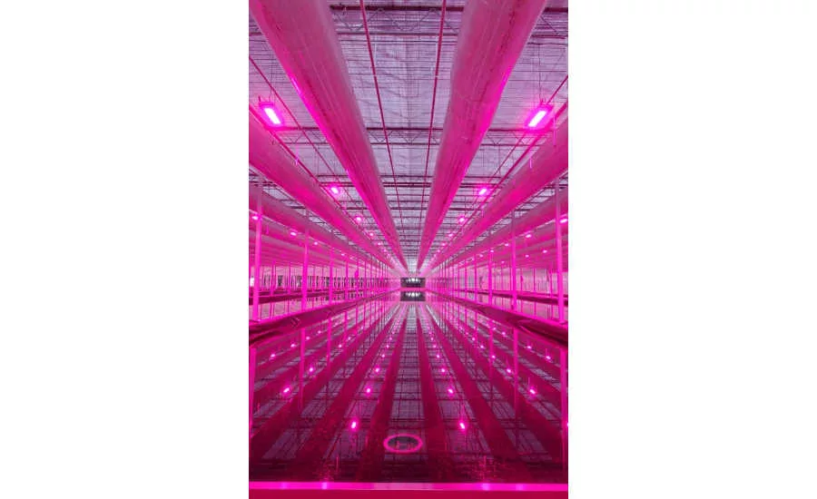 Indoor Farming Greenhouse Lights Lettuce Tehachapi California Revol Greens