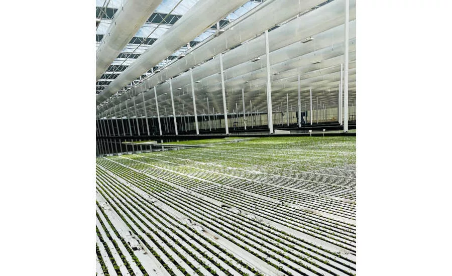 Indoor Farming Greenhouse Lettuce Tehachapi California Revol Greens