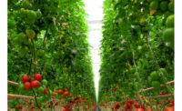 Delta Ohio Warehouse Organic Greenhouse Tomatoes Nature Fresh Farms