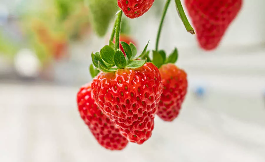 Canadian Greenhouse Strawberries Nature Fresh Farms