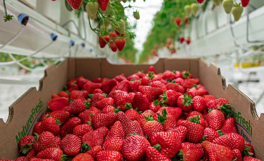 Canadian Greenhouse Grown Strawberries Nature Fresh Farms
