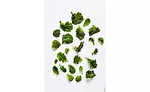 Indoor Farming Mustard Frills Greens Bowery Leaves