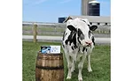 Cookie the Cow Breyers Ice Cream
