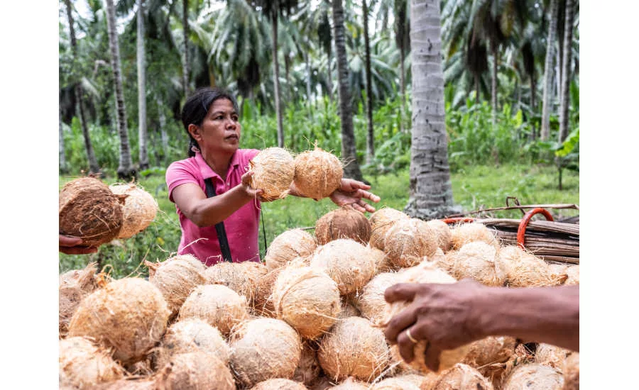 Philippines Women Coconut Farmer World Coconut Day So Delicious