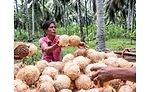 Philippines Women Coconut Farmer World Coconut Day So Delicious
