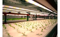 Crop One Holdings Greens Shelf