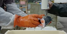 Certified Quality Foods Fishboard
