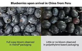 Xtend Packaging for blueberries