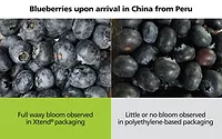 Xtend Packaging for blueberries