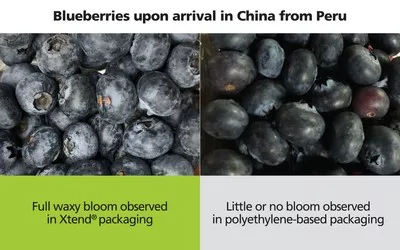 Xtend Packaging for blueberries