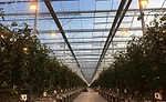 NatureFresh Farms Delta HPS Lights