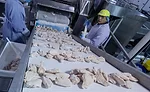 8419 WLF frozen chicken on conveyor