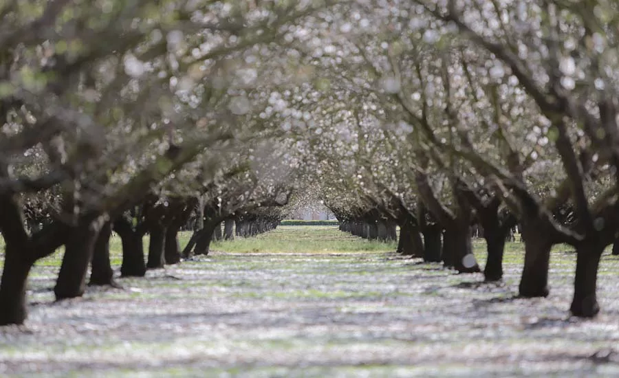 WhiteWave almond fields