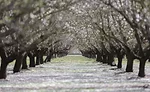 WhiteWave almond fields