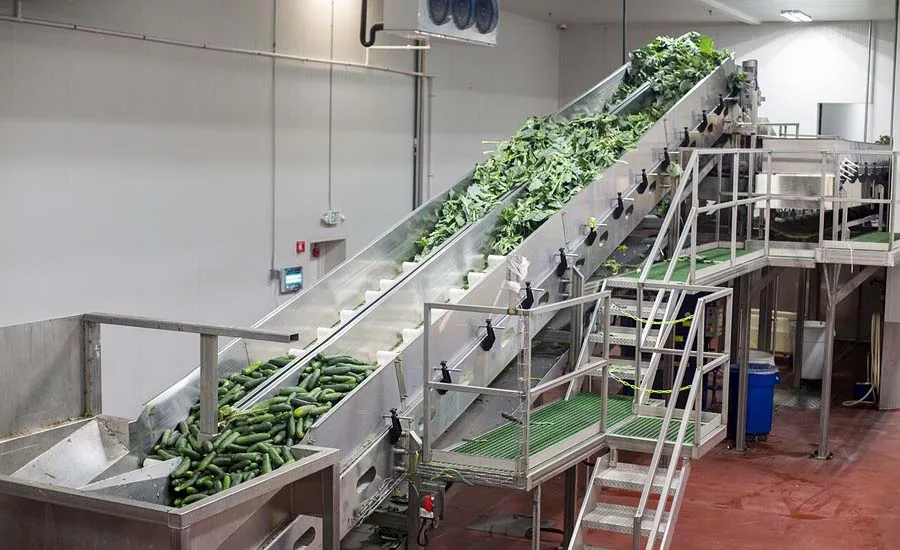 Suja MG_2506 cucumber conveyor