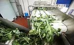Suja MG_2524 lettuce on conveyors