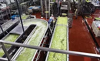 001-RFF-Plantlead-OCEP3179-900x550.jpg