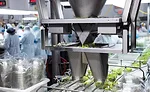 cut lettuce deposits
