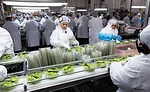 008-RFF-Plant-OCEP3346-900X550.jpg