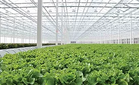Whole Leaf Greenhouse