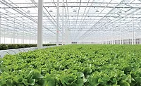 Whole Leaf Greenhouse