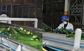 Zucchini