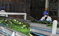 Zucchini Zucchini