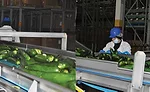 Zucchini