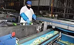 cut zucchini