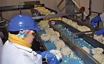 cauliflower head